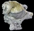 Crystal Filled Fossil Whelk - Rucks Pit, FL #69072-1